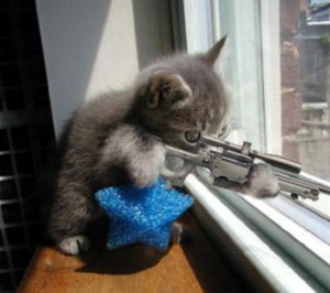 sniper_kitten