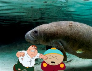 The battle over the manatee rages on!