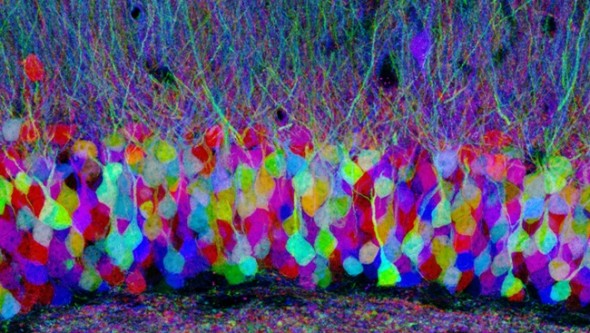 Neurons