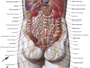 butt-anatomy