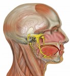 head-anatomy