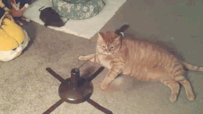 GIF of a cat ignoring an automated cat toy.