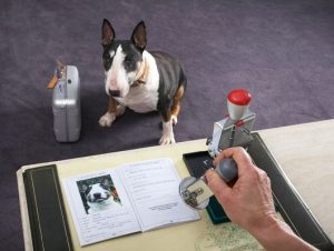 passport_dogs_2