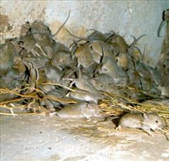 Nasty pile of mice.