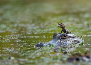 A small alligator on top of a larger alligator.